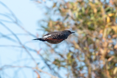 Colaptes auratus cafer