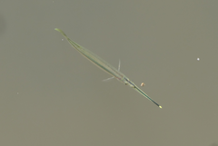 Zenarchopterus buffonis