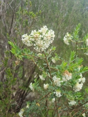 Pimelea linifolia