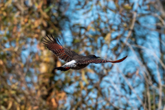Colaptes auratus cafer