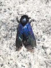 Xylocopa nasalis