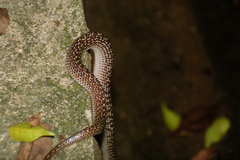 Lycodon capucinus
