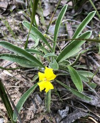 Goodenia willisiana