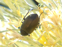 Bothrotes canaliculatus