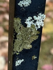 Melanelixia subaurifera