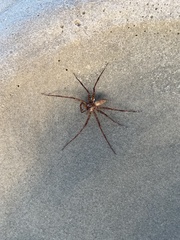 Dolomedes tenebrosus