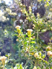 Baccharis rhomboidalis