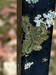 Melanelixia subaurifera