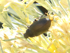 Bothrotes canaliculatus