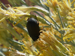 Bothrotes canaliculatus