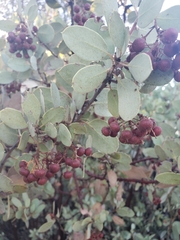 Arctostaphylos viscida mariposa