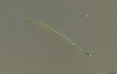 Zenarchopterus buffonis