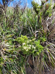 Leucopogon parviflorus