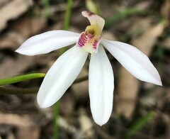 Caladenia fuscata