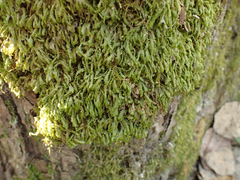 Homalia trichomanoides