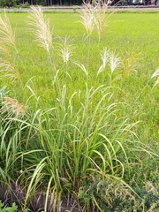 Miscanthus sinensis