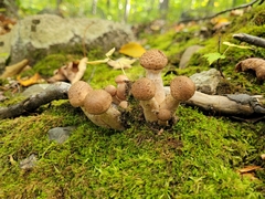 Armillaria borealis