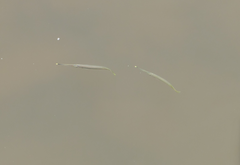 Zenarchopterus buffonis