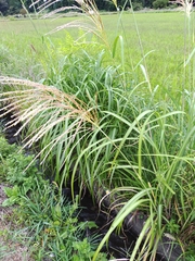 Miscanthus sinensis