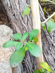 Escallonia myrtoidea