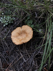 Infundibulicybe squamulosa