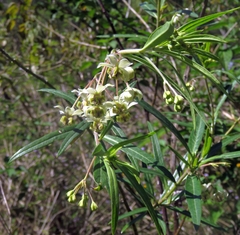 Gomphocarpus fruticosus