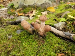 Armillaria borealis