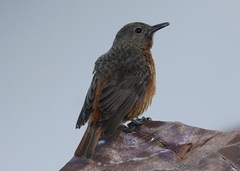 Monticola rupestris