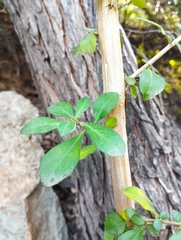 Escallonia myrtoidea