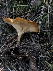 Infundibulicybe squamulosa