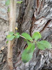 Escallonia myrtoidea