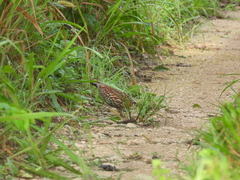 Colinus nigrogularis