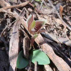 Chiloglottis triceratops