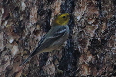 Setophaga occidentalis