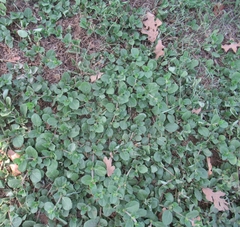 Alternanthera pungens