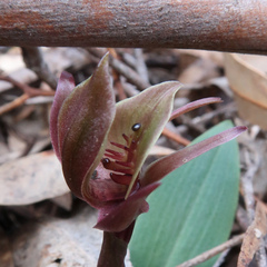 Chiloglottis triceratops