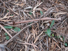 Chiloglottis triceratops