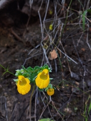 Calceolaria corymbosa