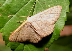 Leptostales pannaria