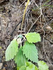Calceolaria corymbosa