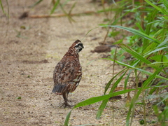 Colinus nigrogularis