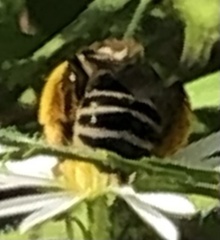 Melissodes druriellus
