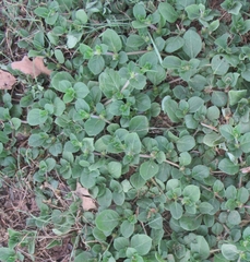 Alternanthera pungens