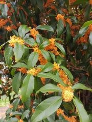 Osmanthus fragrans aurantiacus
