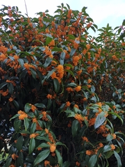 Osmanthus fragrans aurantiacus
