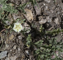 Chamaesaracha coniodes