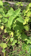 Coleus amboinicus
