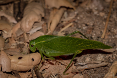 Microcentrum californicum