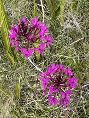 Epidendrum jamiesonis