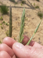 Leymus innovatus